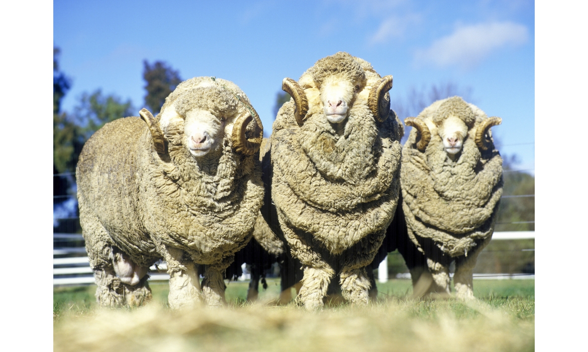 Why do I need merino wool?