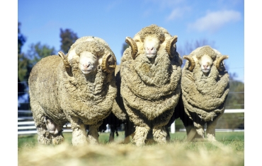 Why do I need merino wool?